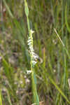 Florida lady's tresses